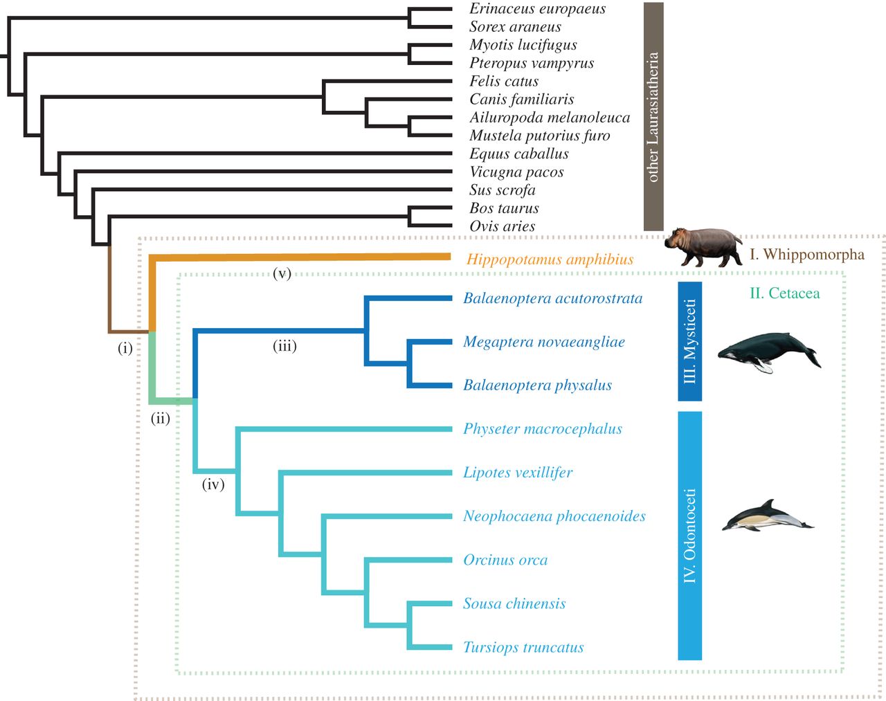 Evolutionary relationships among laurasiatherian mammals